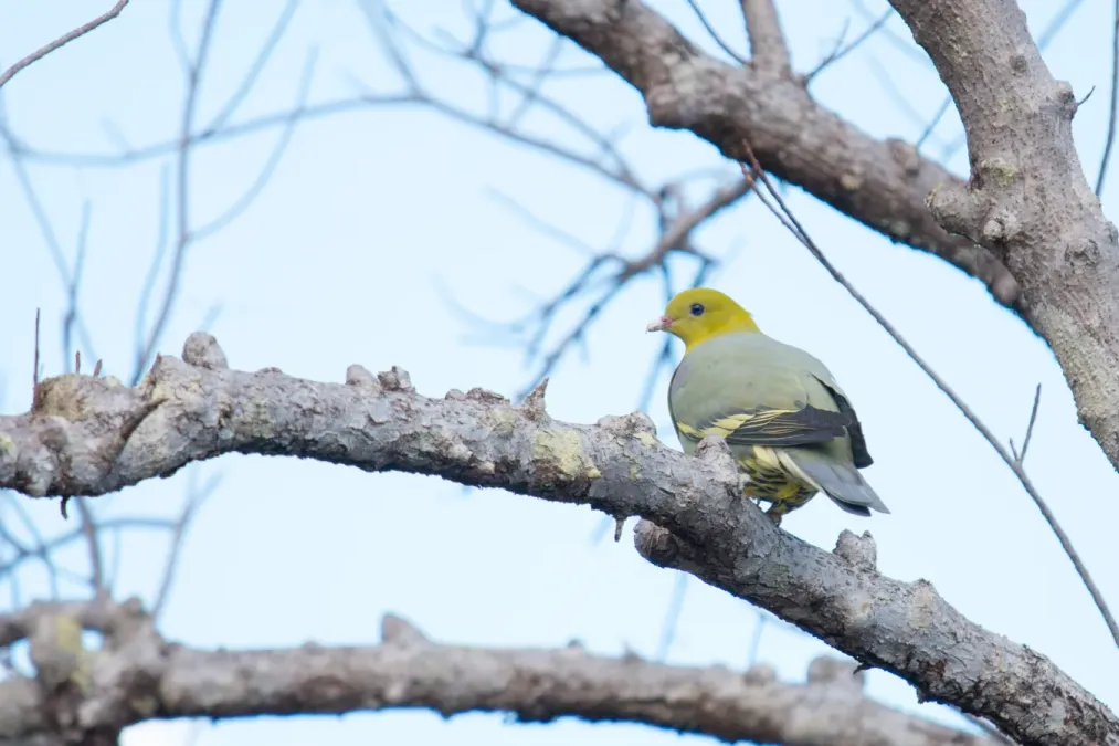 File:Treron australis 001.jpg