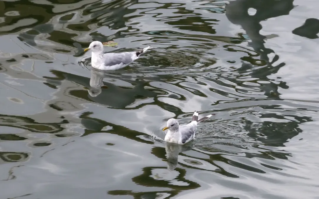 File:Mew Gull Larus canus brachyrhynchus, Alaska.jpg