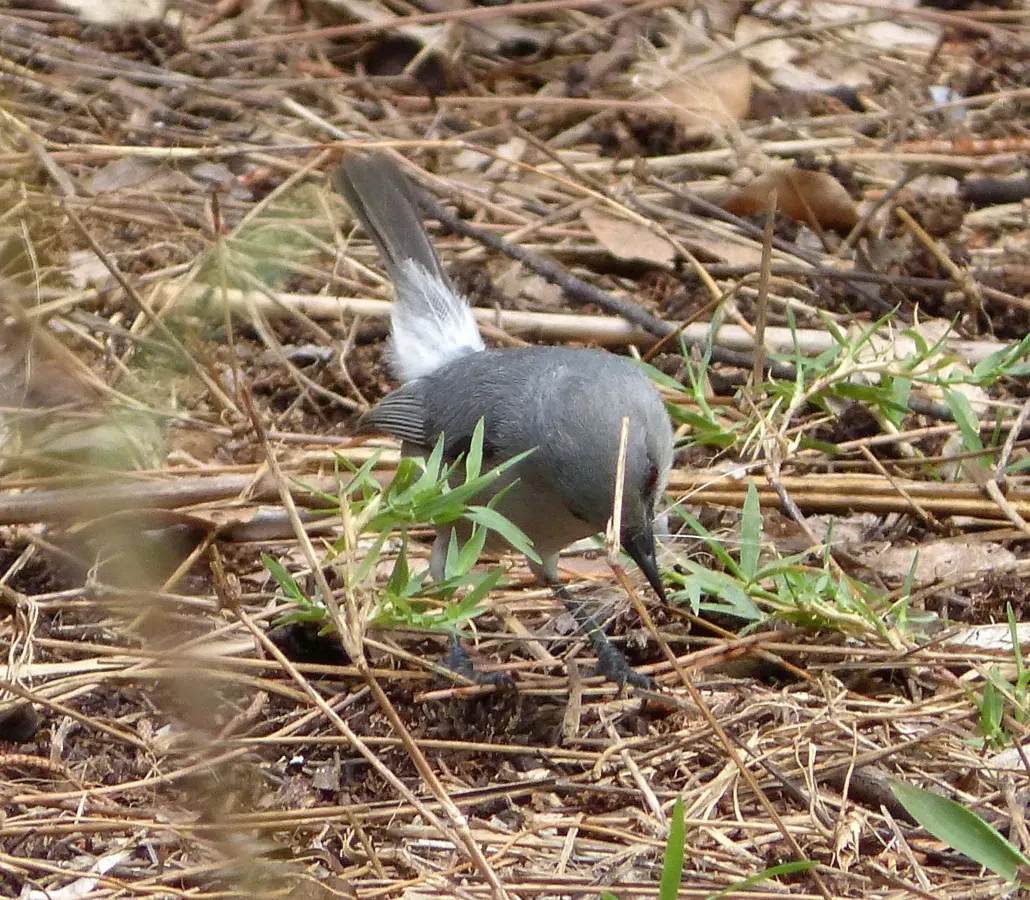 File:Mauritius Grey White-eye. Zosterops mauritianus - Flickr - gailhampshire (1).jpg