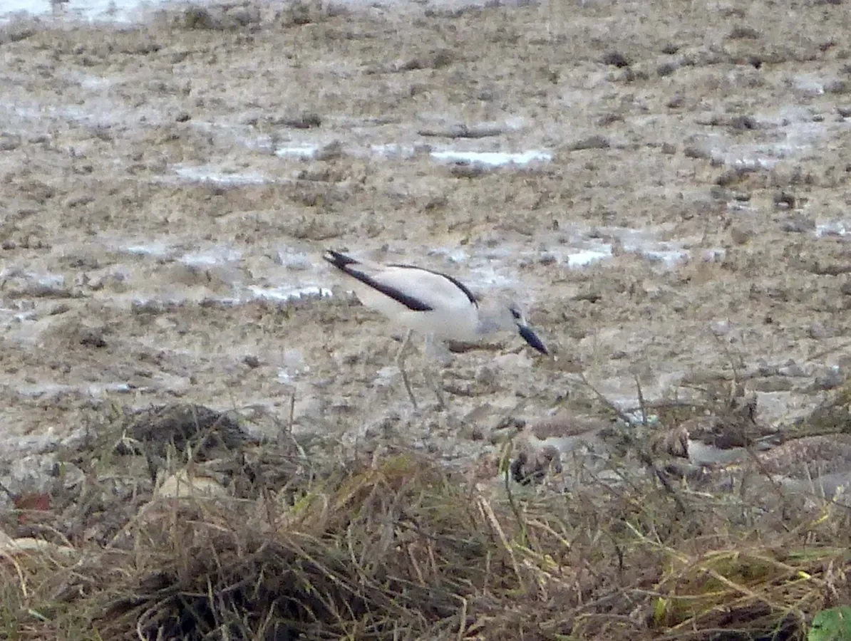 File:Crab Plover. Dromas ardeola - Flickr - gailhampshire (2).jpg