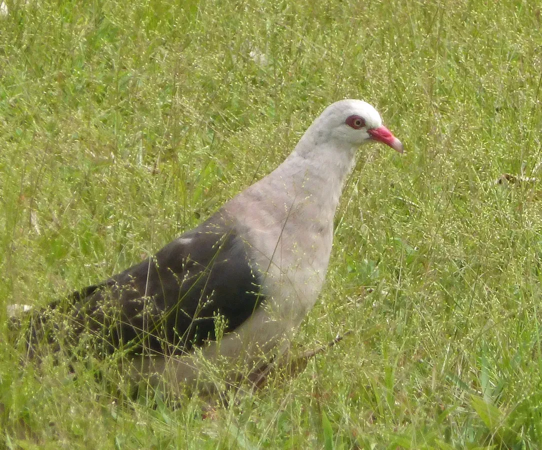 File:Pink Pidgeon. Nesoenas mayeri - Flickr - gailhampshire.jpg