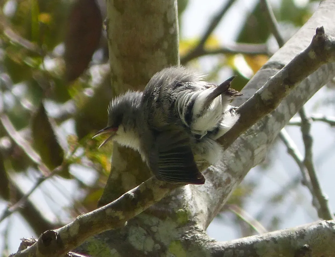 File:Mauritius Grey White-eye. Zosterops mauritianus ....fighting - Flickr - gailhampshire.jpg