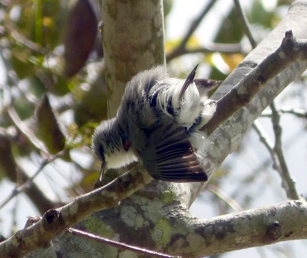 File:Mauritius Grey White-eye. Zosterops mauritianus - Flickr - gailhampshire (2).jpg