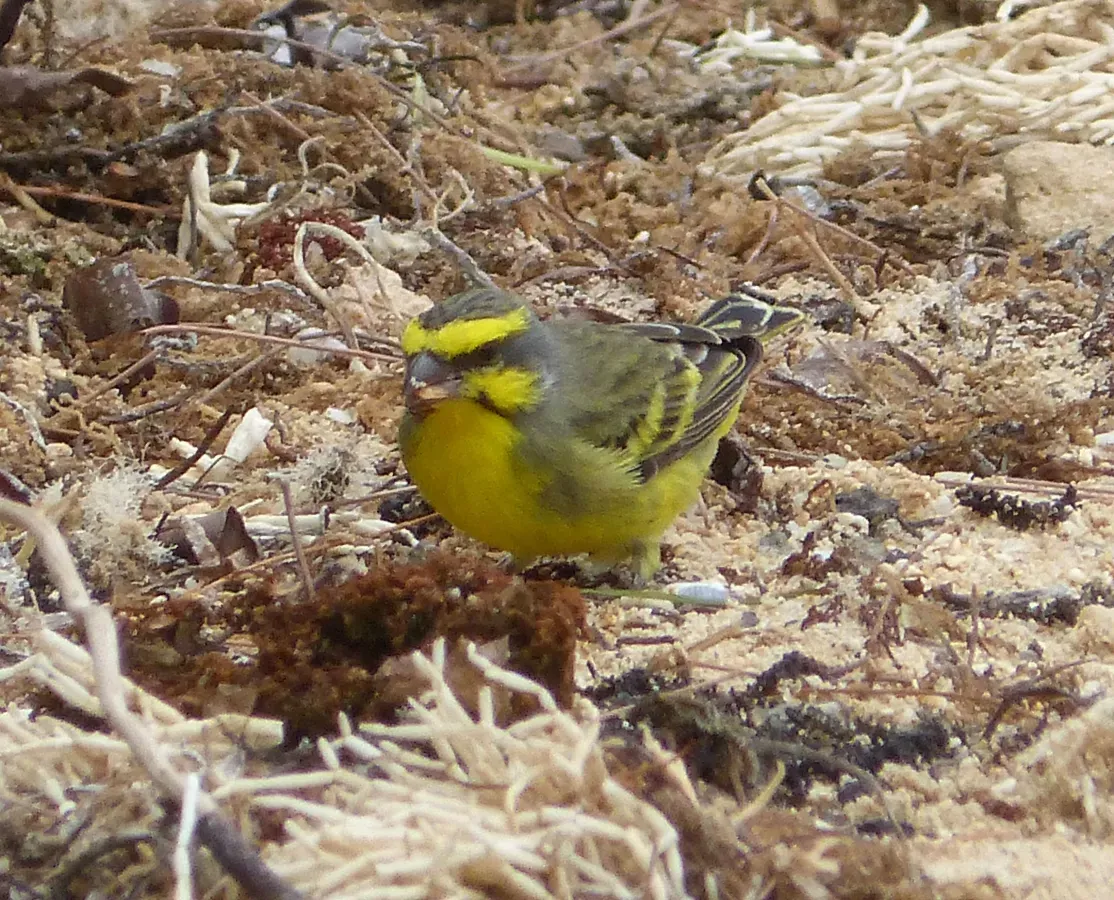 File:Yellow-fronted Canary Crithagra mozambica, male, feral, Mauritius 2.jpg
