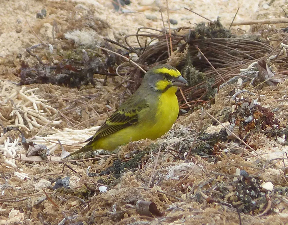 File:Yellow-fronted Canary Crithagra mozambica, male, feral, Mauritius 1.jpg