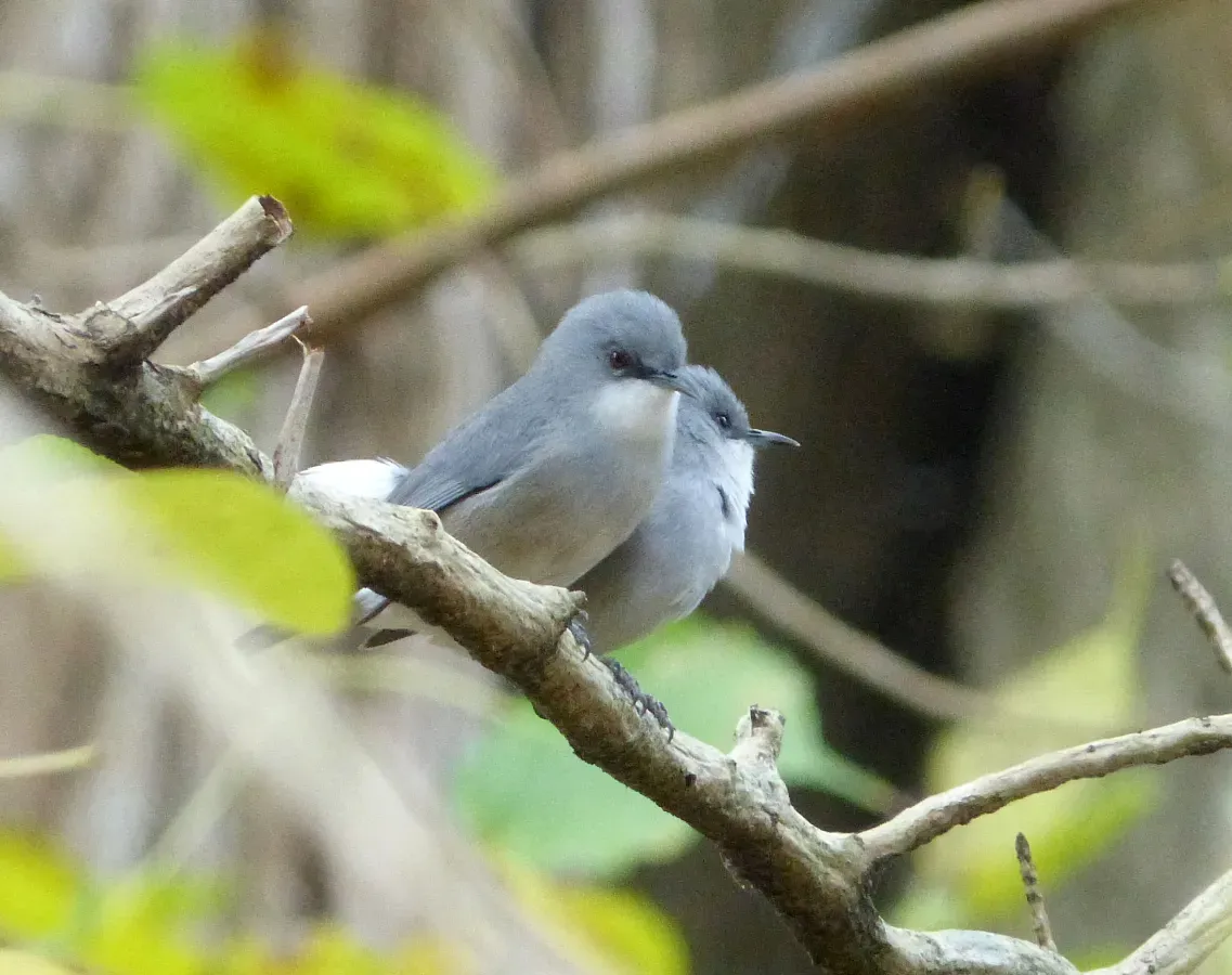 File:Mauritius Grey White-eye. Zosterops mauritianus - Flickr - gailhampshire (4).jpg