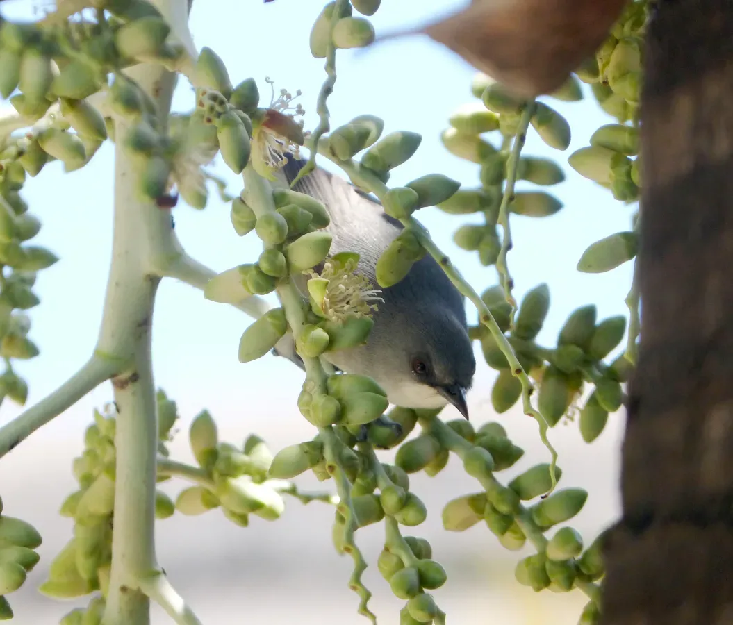 File:Mauritius Grey White-eye. Zosterops mauritianus - Flickr - gailhampshire (5).jpg