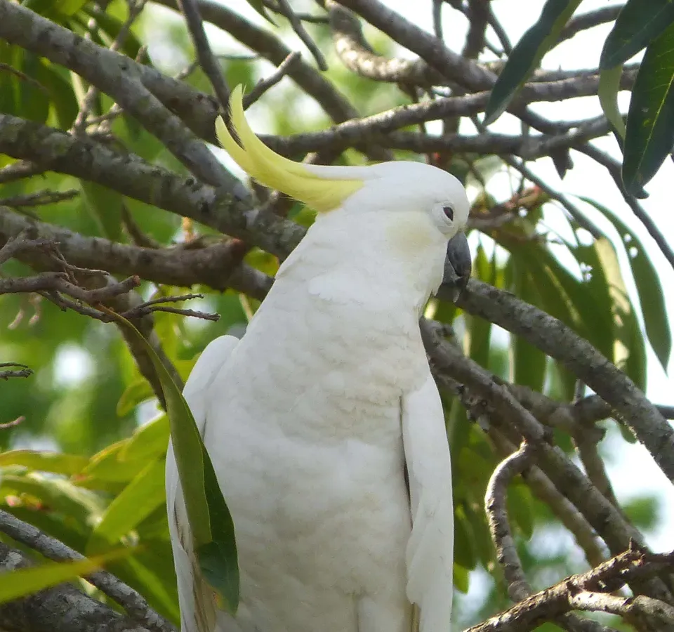 File:Sulphur-crested Cockatoo .Cacatua galerita. - Flickr - gailhampshire.jpg