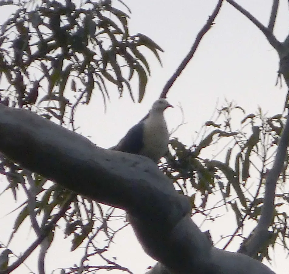 File:White-headed Pidgeon. Columba leucomela. - Flickr - gailhampshire.jpg