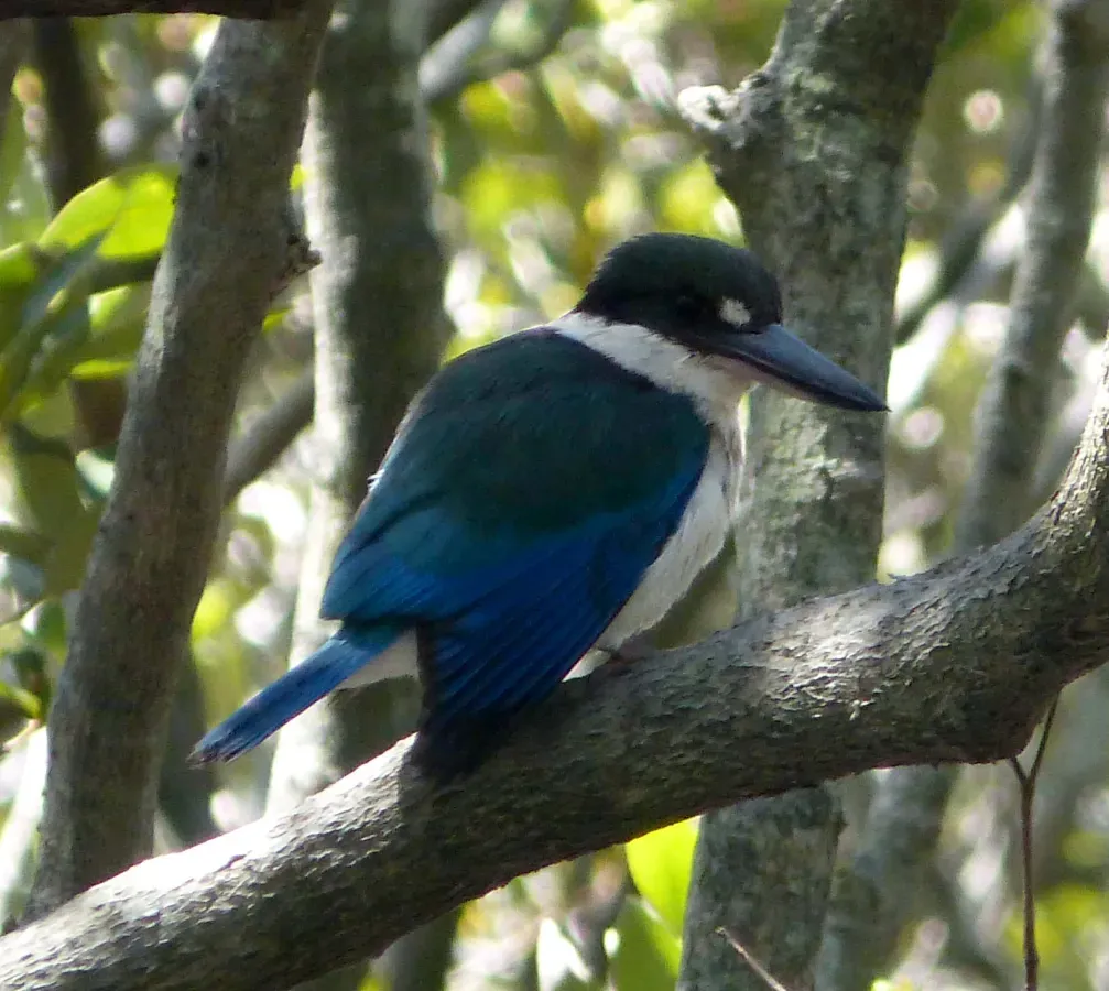 File:Forest Kingfisher. Male. Todiramphus macleayii - Flickr - gailhampshire.jpg