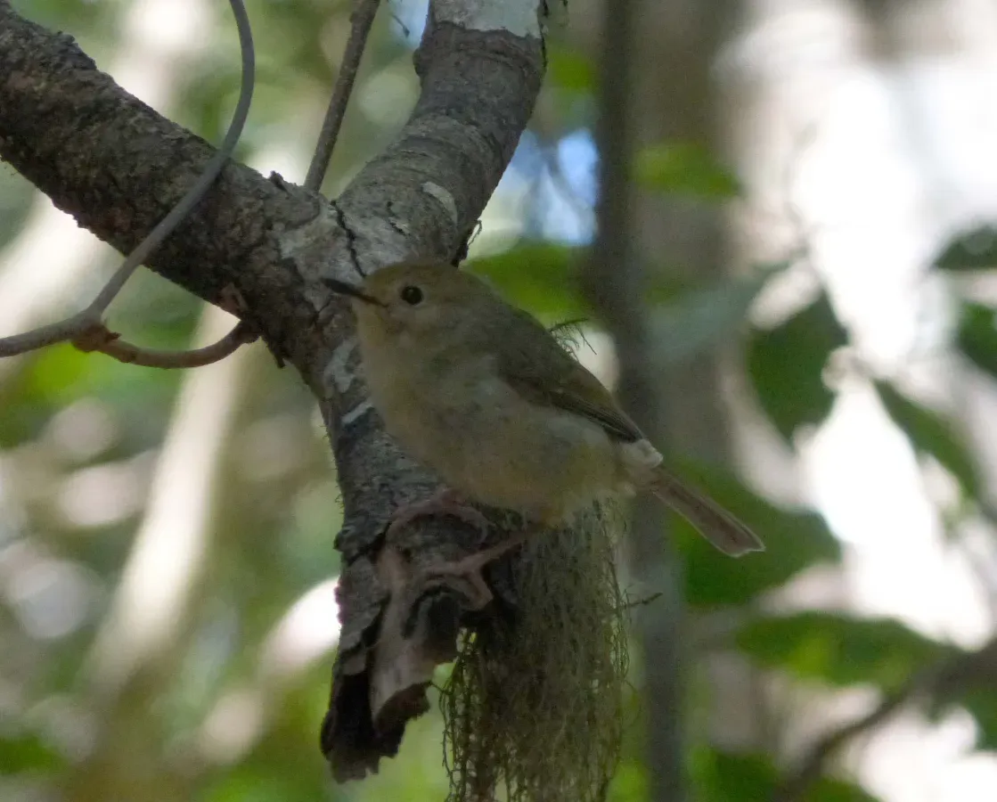 File:Rose Robin Female^^ Petroica rosea - Flickr - gailhampshire.jpg