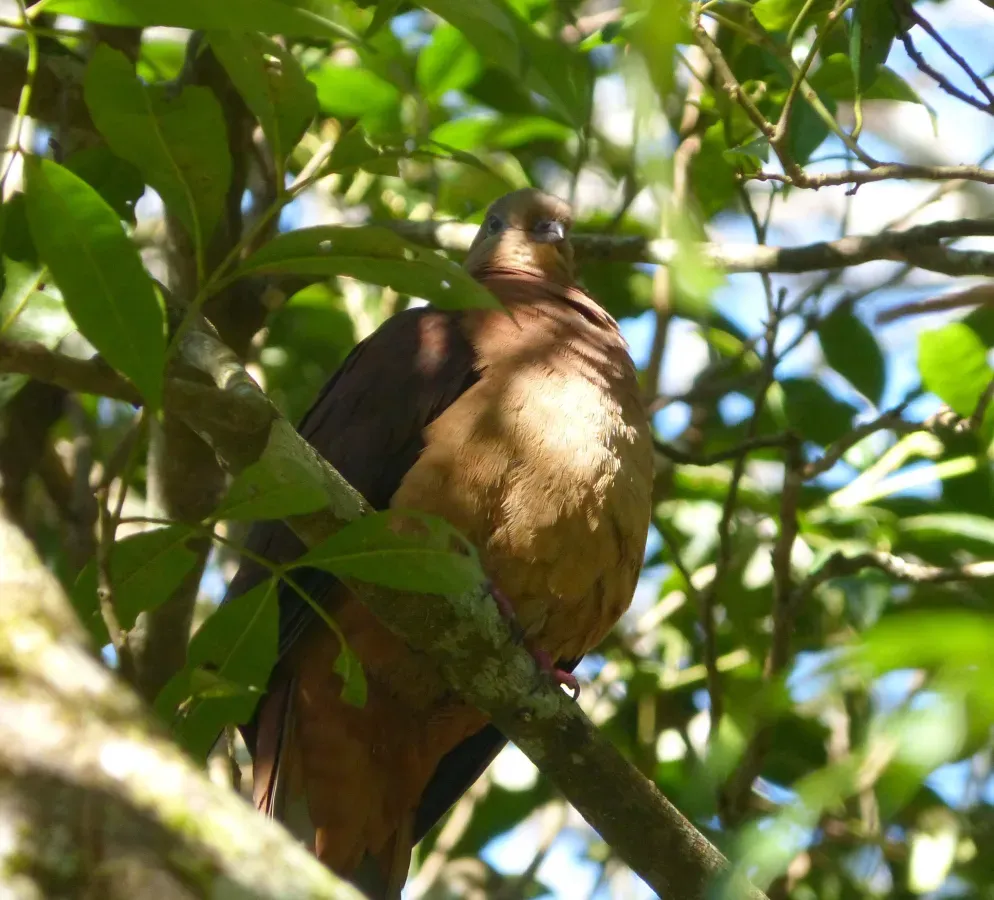 File:Brown Cuckoo Dove Macropygia phasianella, Springbrook, Lamington NP, QLD (3).jpg
