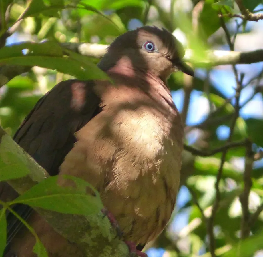File:Brown Cuckoo Dove Macropygia phasianella, Springbrook, Lamington NP, QLD (1).jpg