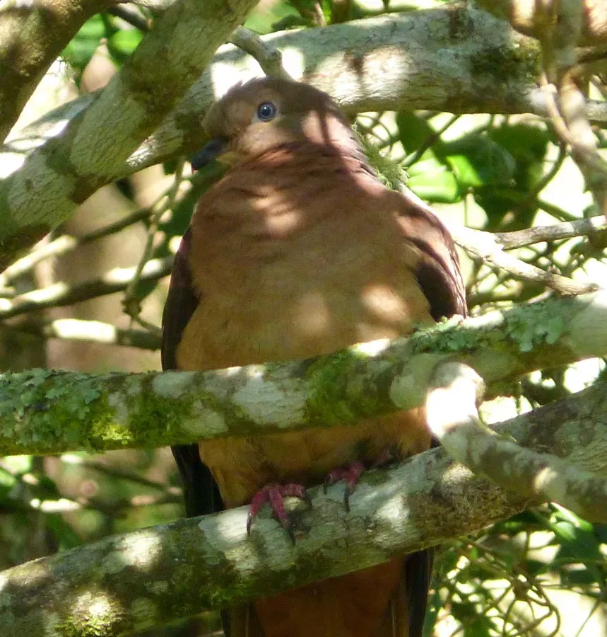 File:Brown Cuckoo Dove Macropygia phasianella, Springbrook, Lamington NP, QLD (2).jpg