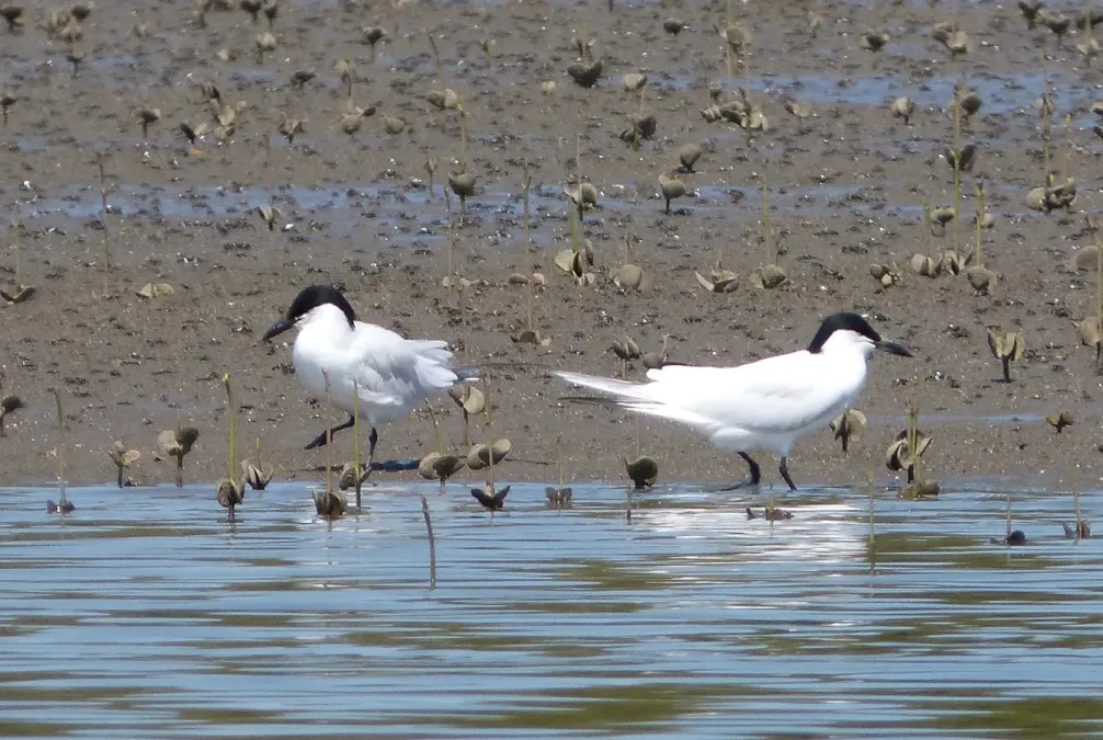 File:Gelochelidon macrotarsa, Redcliffe, Brisbane.jpg