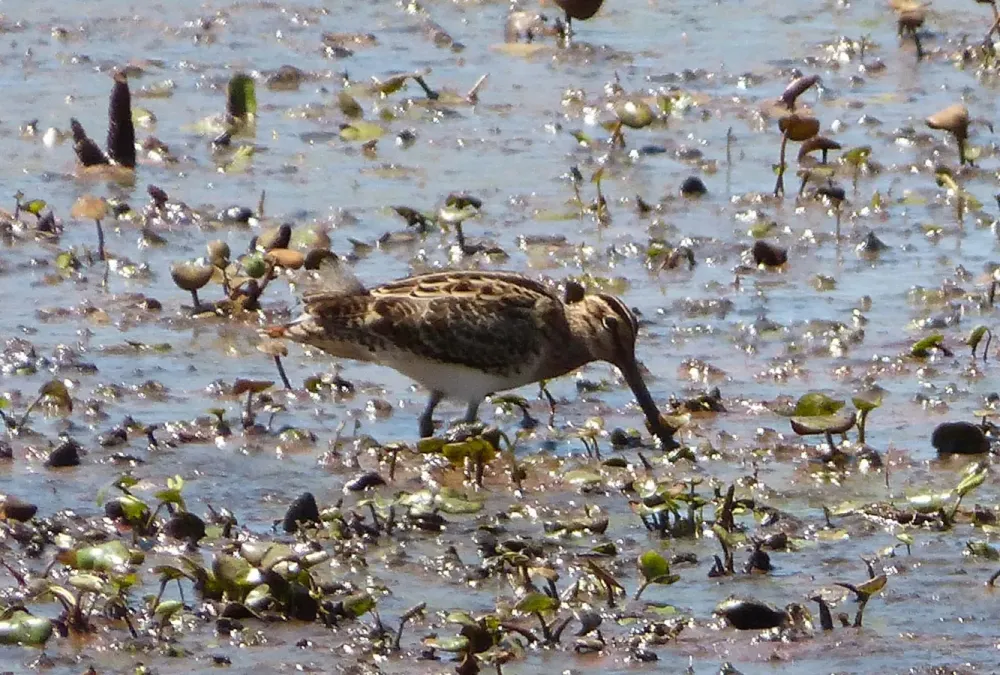 File:Latham's Snipe. Gallinago hardwickii - Flickr - gailhampshire (1).jpg