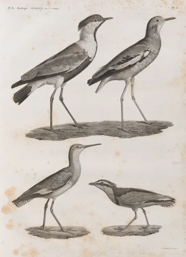 File:Zoologie. Oiseau. 1. Chevalier gambette (Totanus calidris); 2. Vanneau de Villoteau (Vanellus Villotæi); 3. Pluvier à aigrette (Charadrius spinosus); 4. Pluvian (Charadrius melanocephalus) (NYPL b14212718-1268478).jpg