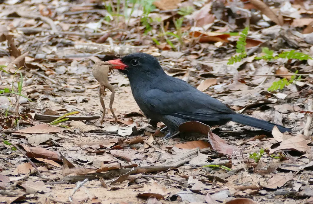 File:Black-fronted Nunbird (Monasa nigrifrons) just caught a tree frog ... - Flickr - berniedup.jpg