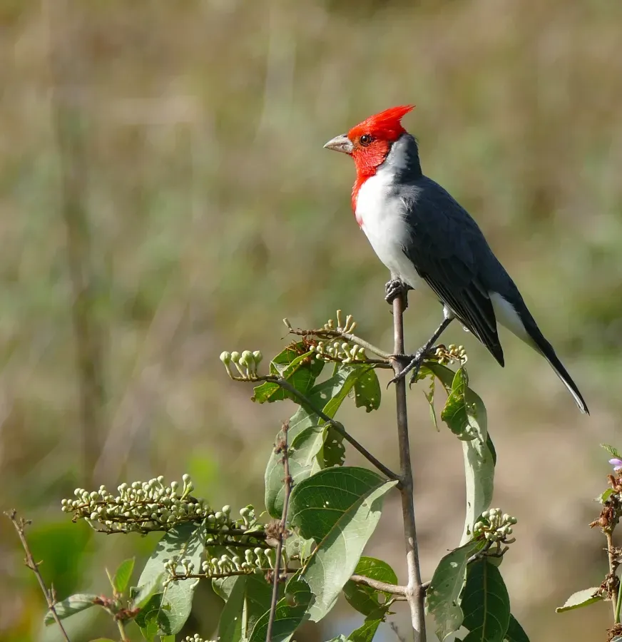 File:Red-crested Cardinal (Paroaria coronata) - Flickr - berniedup.jpg