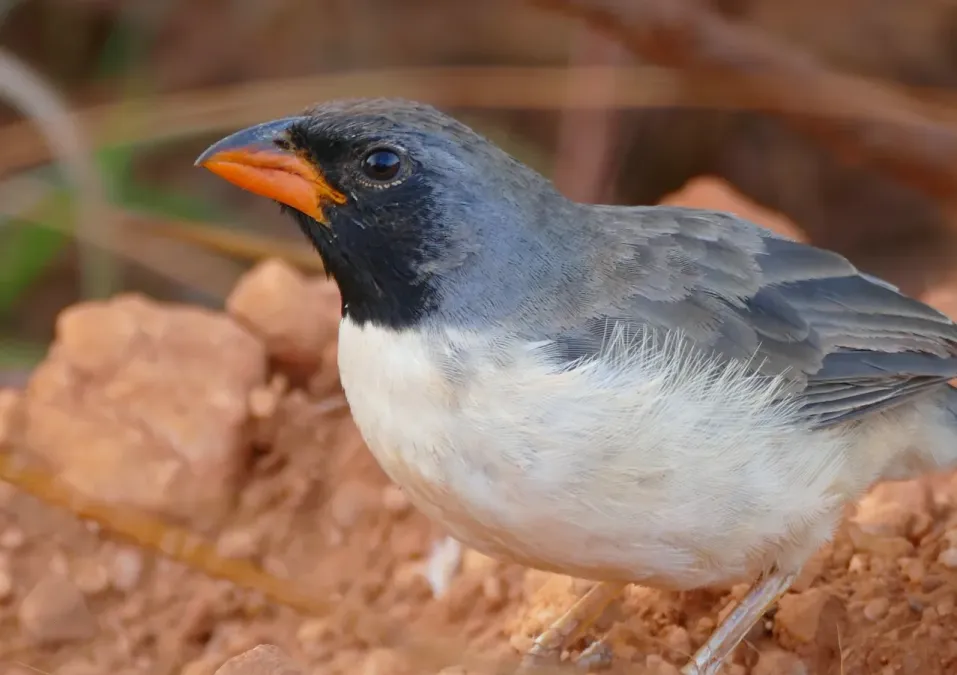 File:Black-throated Saltator (Saltatricula atricollis) - Flickr - berniedup.jpg