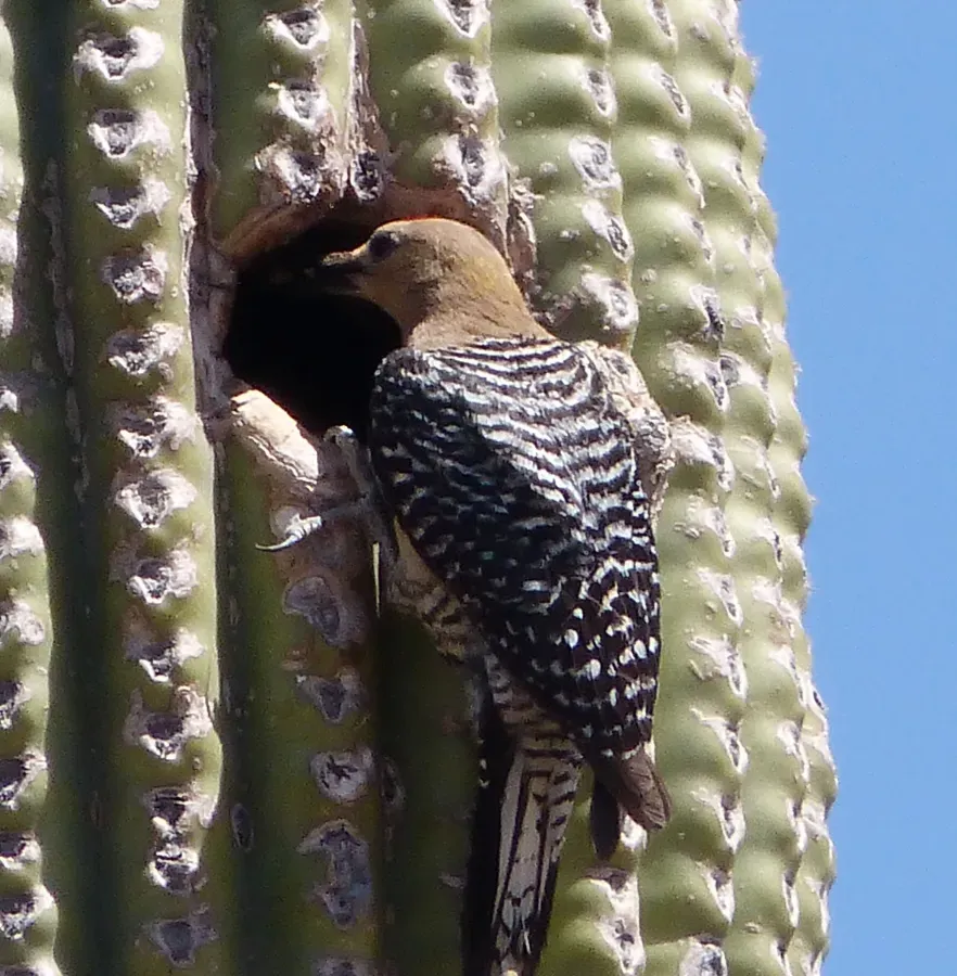 File:Gila Woodpecker . Melanerpes uropygialis - Flickr - gailhampshire.jpg