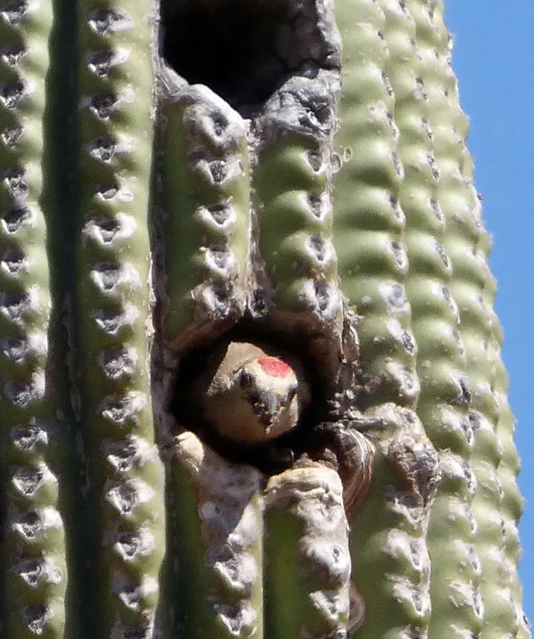 File:Gila Woodpecker . Melanerpes uropygialis - Flickr - gailhampshire (1).jpg