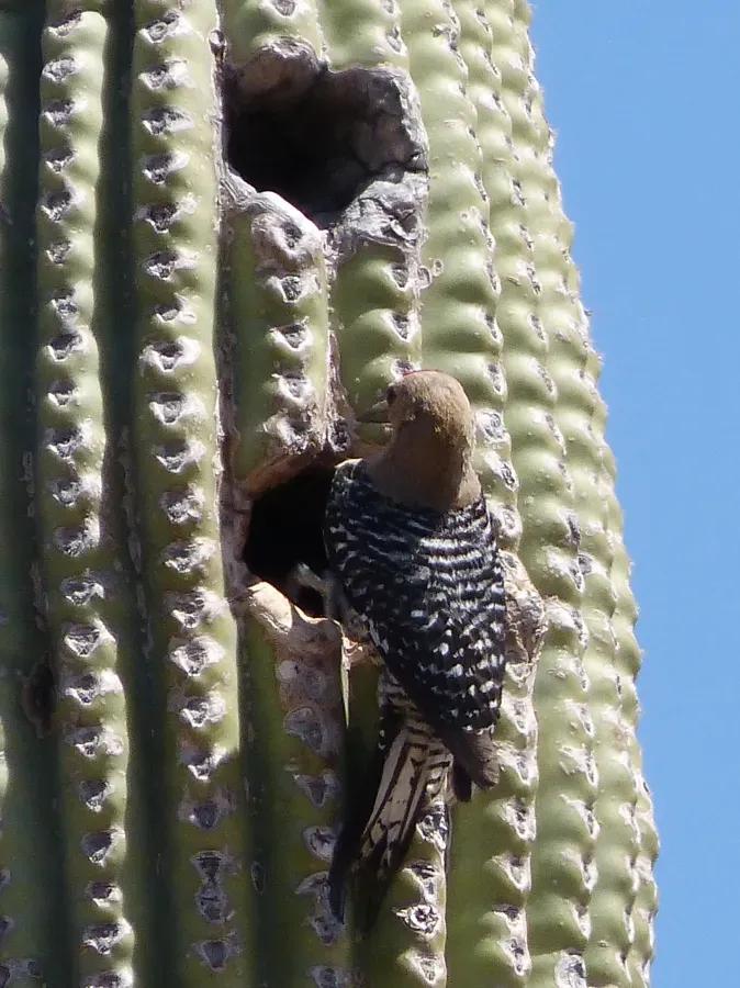 File:Gila Woodpecker . Melanerpes uropygialis - Flickr - gailhampshire (2).jpg
