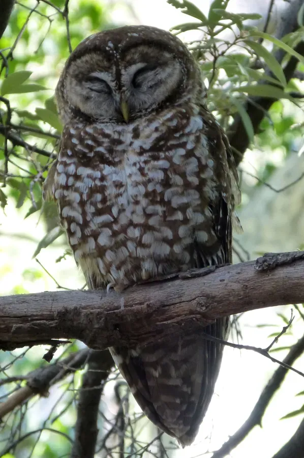 File:Spotted Owl Strix occidentalis lucida, Arizona - gailhampshire.jpg