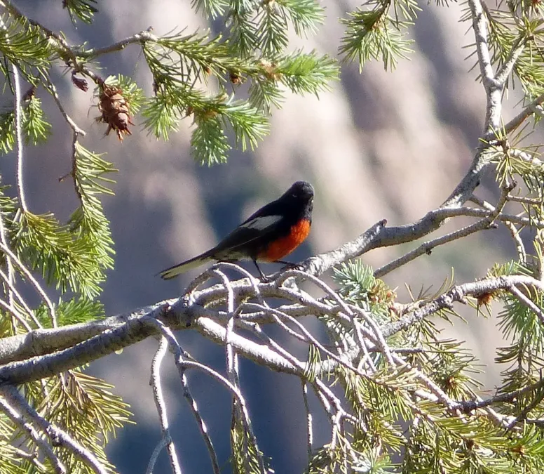 File:Painted redstart. Myioborus pictus - Flickr - gailhampshire.jpg