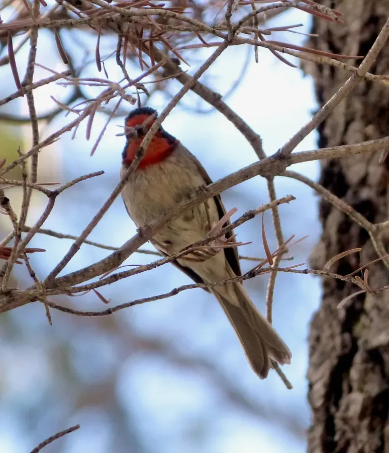 File:Red-faced Warbler. Cardellina rubrifrons - Flickr - gailhampshire.jpg