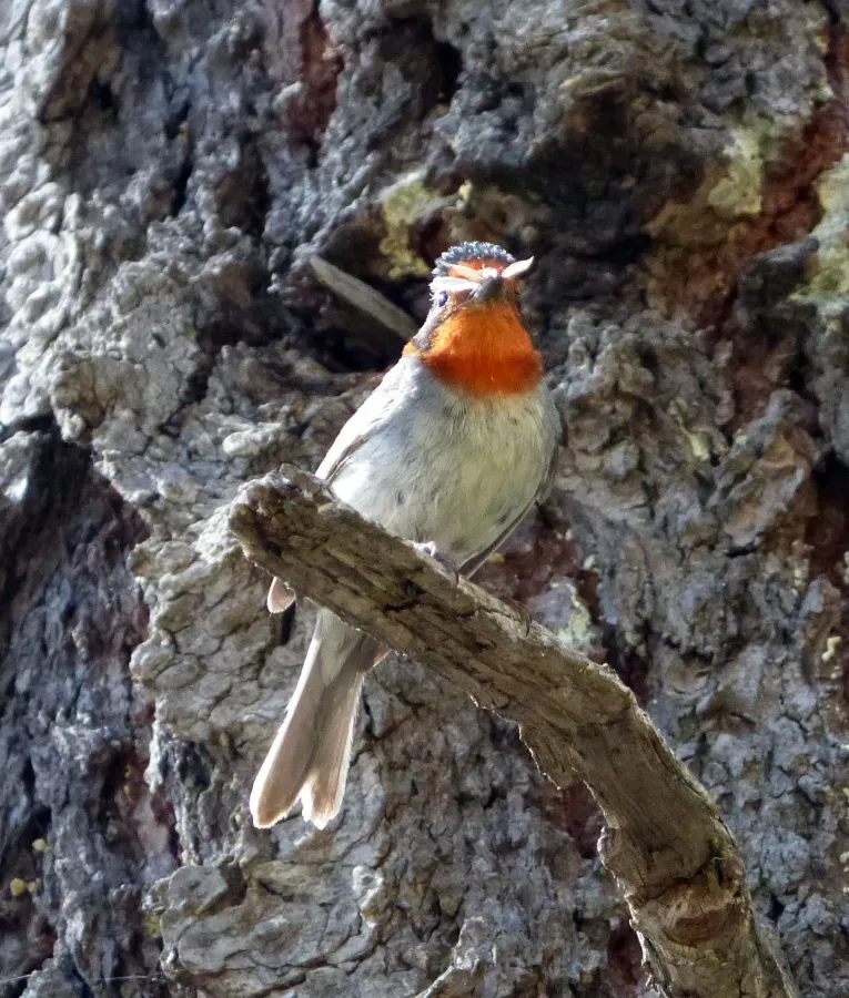 File:Cardellina rubrifrons - Flickr - gailhampshire.jpg