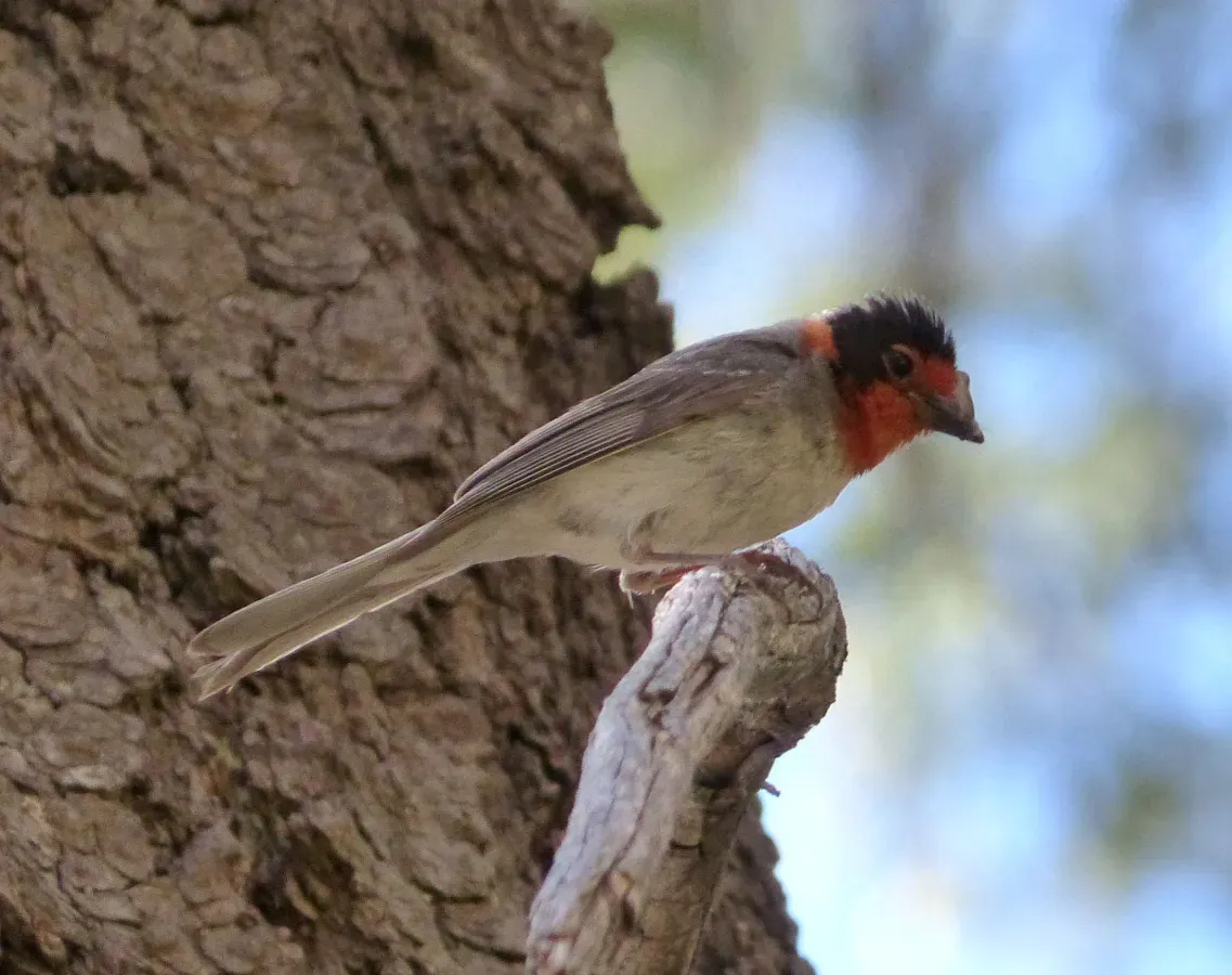 File:Cardellina rubrifrons - Flickr - gailhampshire(2).jpg