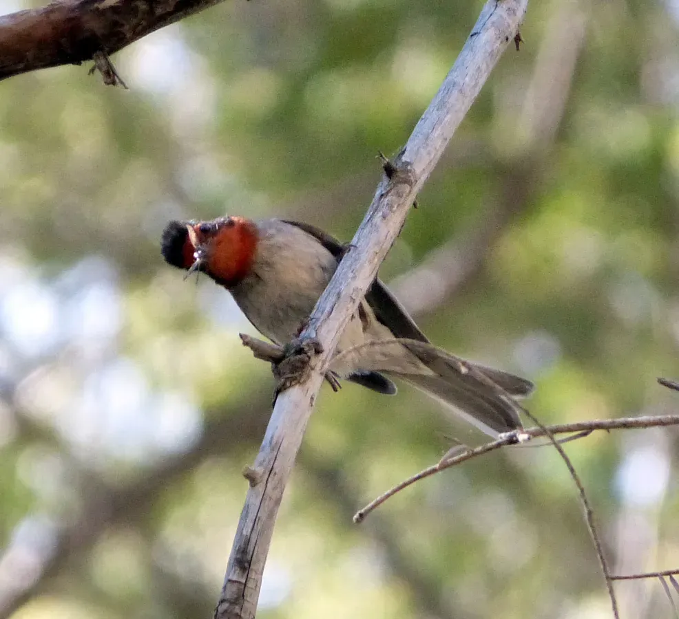 File:Cardellina rubrifrons - Flickr - gailhampshire(1).jpg