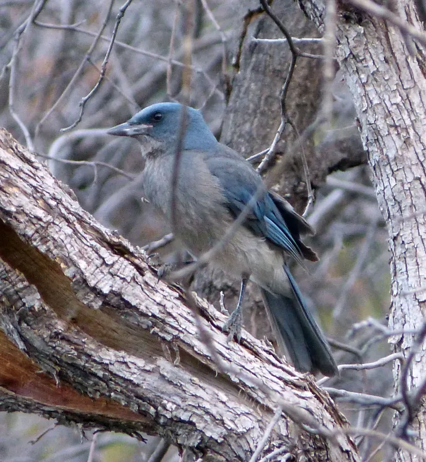 File:Mexican Jay Aphelocoma wollweberi, Arizona - gailhampshire.jpg