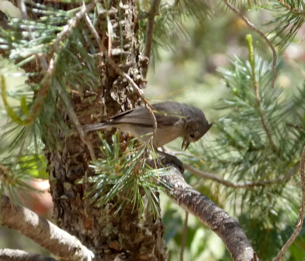 File:Juniper Titmouse. Baeolophus ridgwayi - Flickr - gailhampshire.jpg