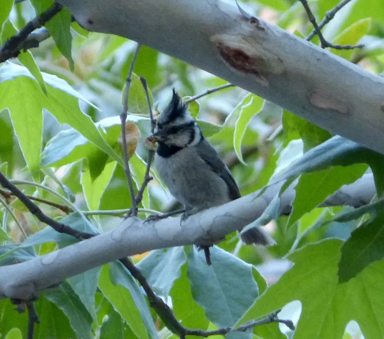 File:Bridled Titmouse. Baeolophus wollweberi (1) - Flickr - gailhampshire.jpg