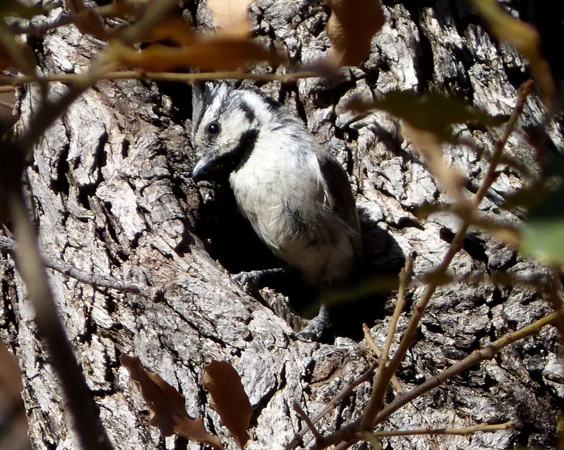 File:Bridled Titmouse. Baeolophus wollweberi - Flickr - gailhampshire.jpg