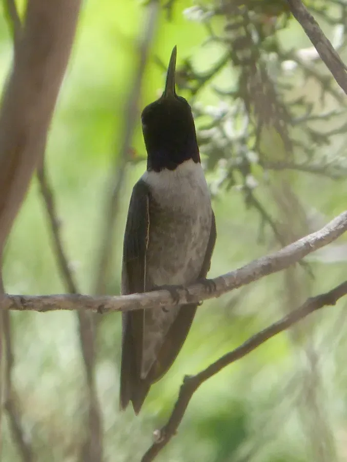 File:Black-chinned Hummingbird. Archilochus alexandri - Flickr - gailhampshire.jpg