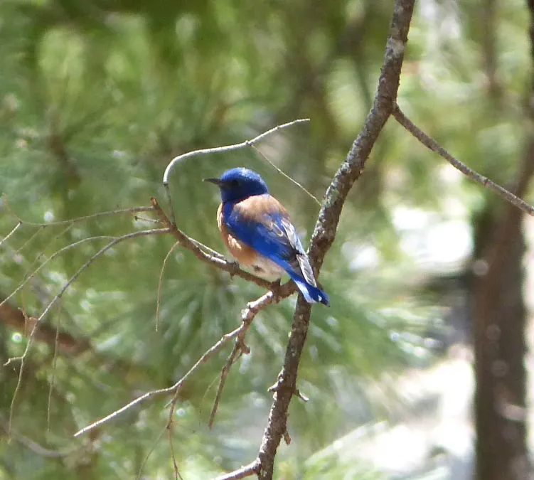 File:Western Bluebird. Sialia mexicana - Flickr - gailhampshire.jpg