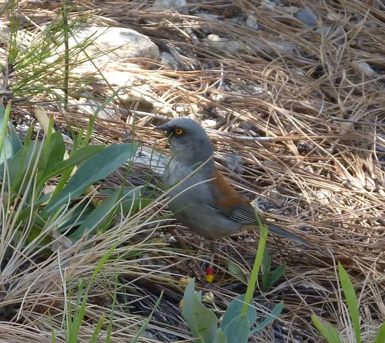 File:Yellow-eyed Junco. Junco phaeonotus - Flickr - gailhampshire (1).jpg