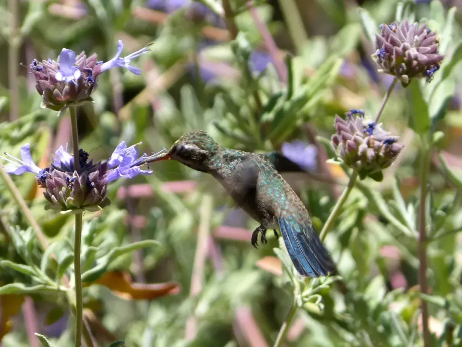 File:Broad-billed Hummingbird. Cynanthus latirostris. Female - Flickr - gailhampshire (1).jpg