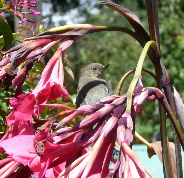 File:Slaty Flowerpiercer. Diglossa plumbea. - Flickr - gailhampshire.jpg