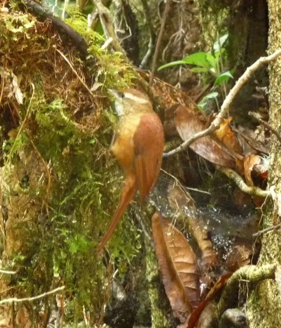 File:Ruddy Treerunner. Margarornis rubiginosus. - Flickr - gailhampshire.jpg