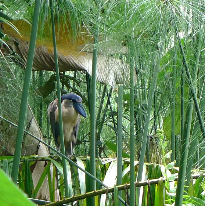 File:Boat-billed Heron. Cochlearius cochlearius. - Flickr - gailhampshire.jpg