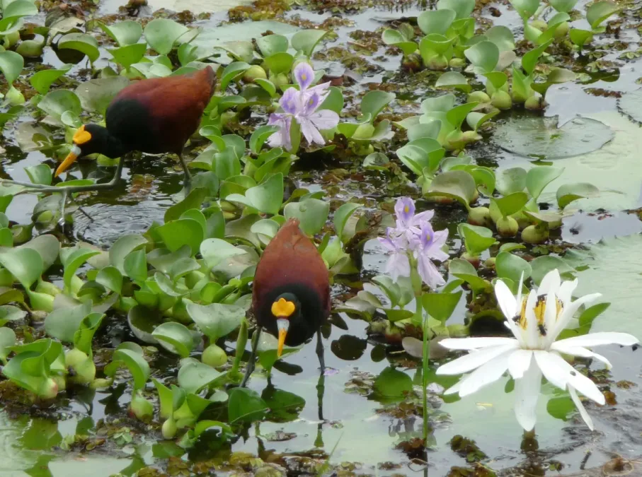 File:Northern Jacana. Jacana spinosa - Flickr - gailhampshire.jpg