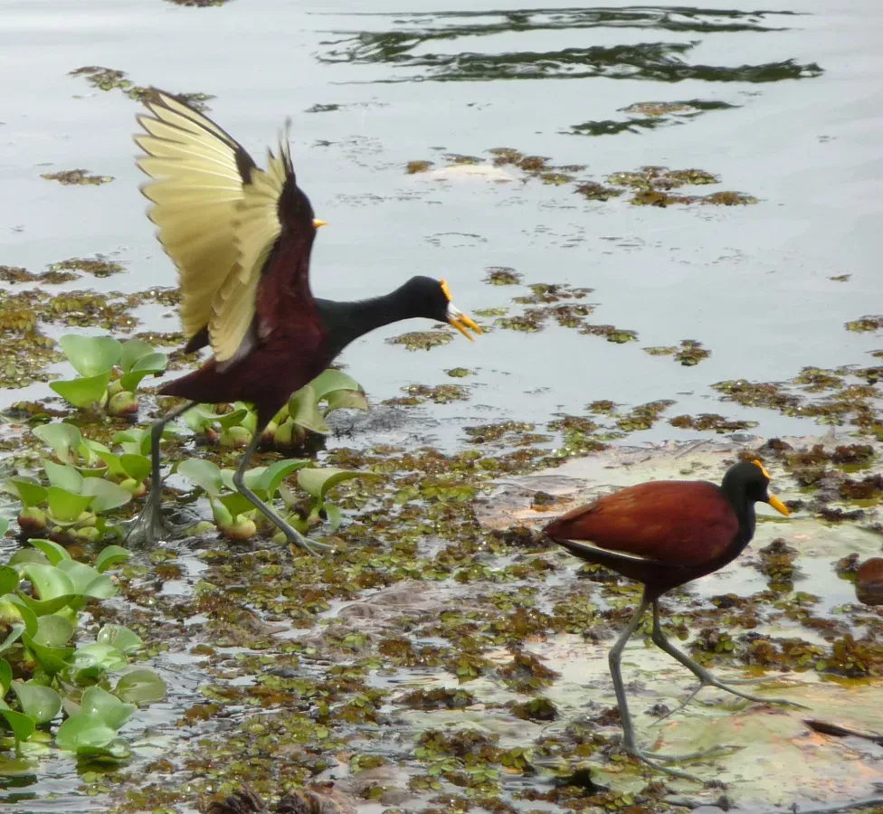 File:Northern Jacana. Jacana spinosa - Flickr - gailhampshire (1).jpg