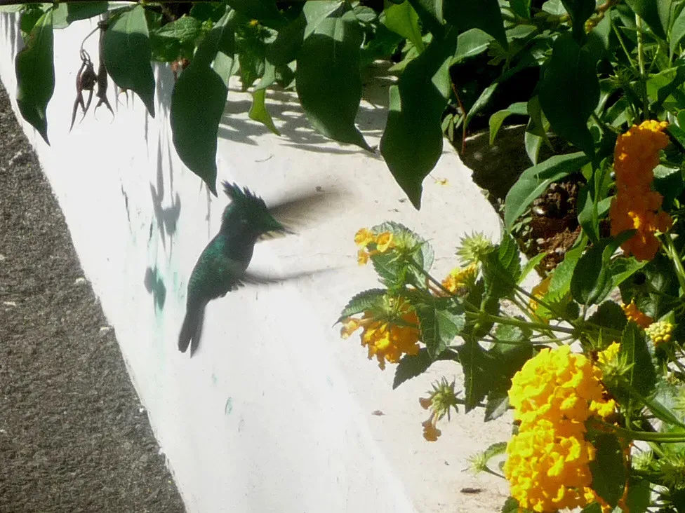 File:Antillean Crested Hummingbird. Orthorhyncus cristatus. Male - Flickr - gailhampshire.jpg
