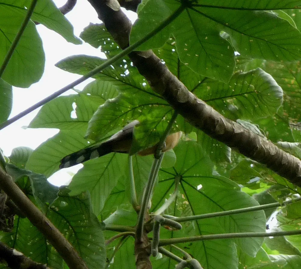 File:Mangrove Cuckoo. Coccyzus minor. - Flickr - gailhampshire.jpg