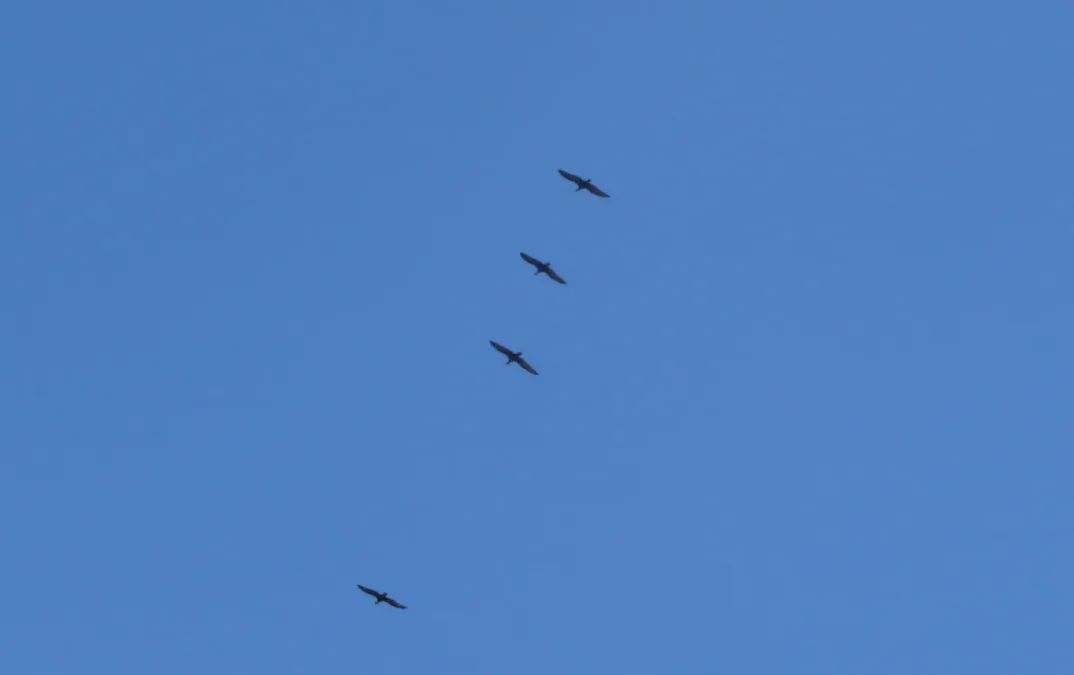 File:Northern Bald Ibis in flight. Geronticus eremita - Flickr - gailhampshire.jpg