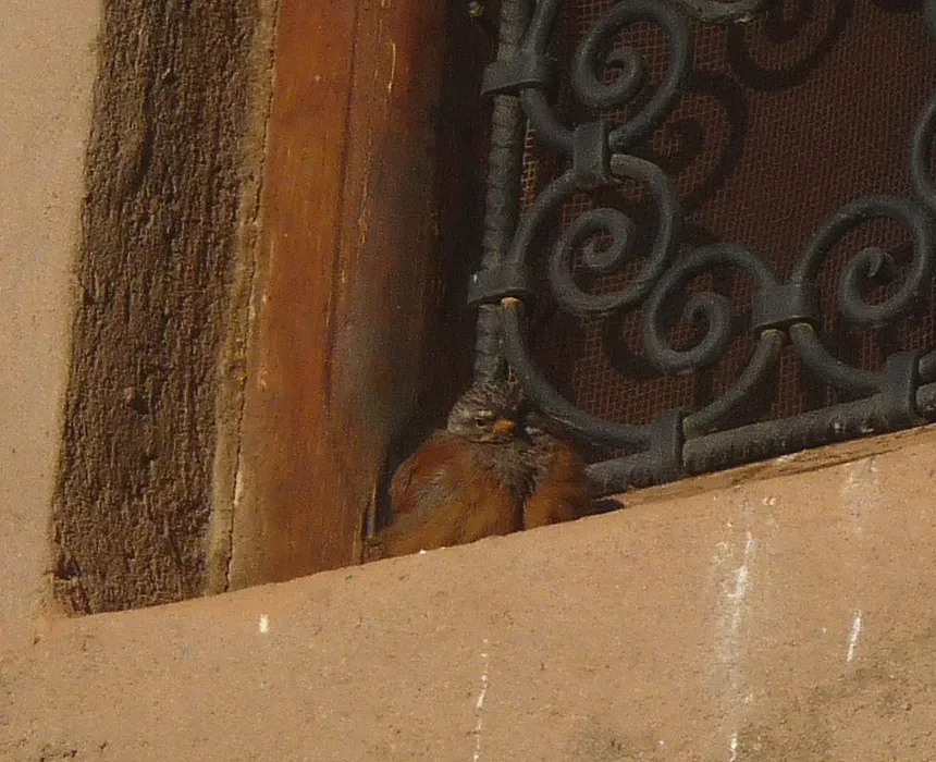 File:House Bunting. Emberiza striolata - Flickr - gailhampshire.jpg
